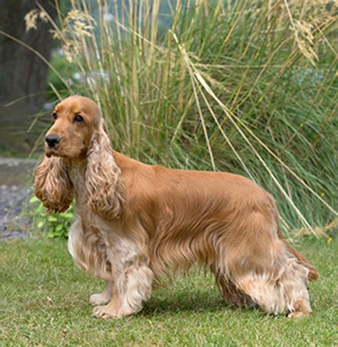 Adult Cocker Spaniels will grow up to 16 inches in height. . Cocker spaniel fully grown weight